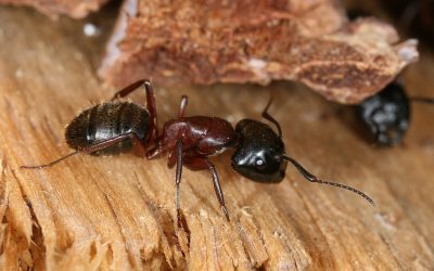 Common Wood-Destroying Insects: Beyond Termites